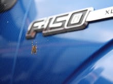 Spiders Love Ford