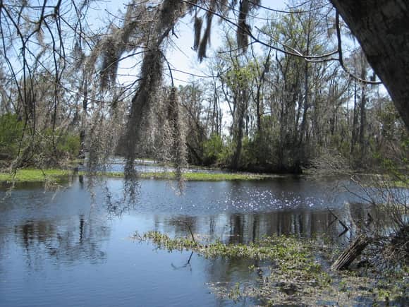 Spring in the swamps of Louisiana.