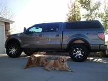 new wheels, clean, and my dogs