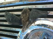 I saw it hit and it went for a 2 hour drive. I guess merging onto the highway at 100 is bad for bat health.