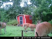deer cam 112