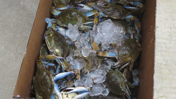 Nice blue crabs to boil.