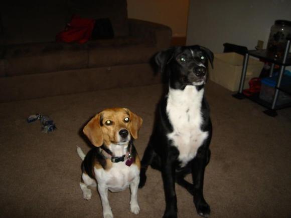 Dogs