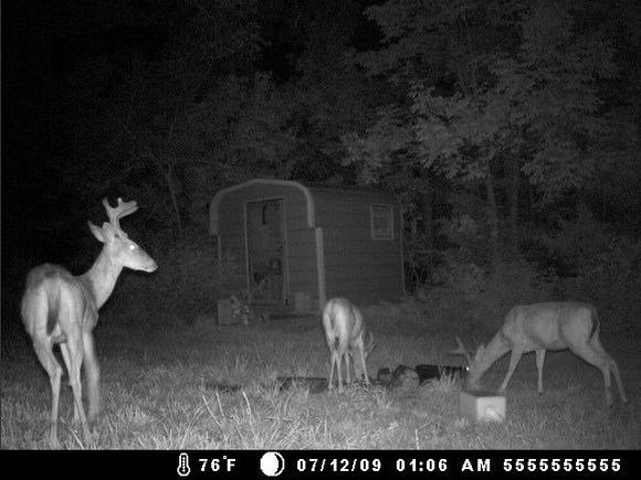 deer cam 002