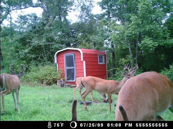 deer cam 112