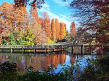 Inokashira park from the shrine