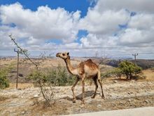 Hello, camel