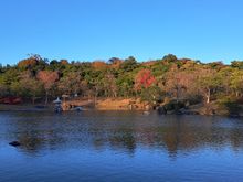 Main pond in the japanese garden