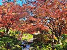 The garden had several streams with beautiful maple trees alongside 