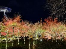 Trees were illuminated and rising above it is  Island Fuji ( observation deck - extra charge Y800 iirc)