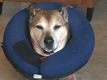 Cody feeling much better but still wearing the balloon to keep him from licking the affected area. 