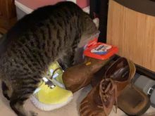 Fred figured out how to get his own treats.