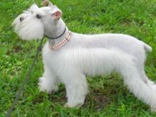 Getting this cutie in 2 weeks. 4 year old miniature schnauzer