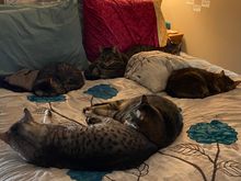 It’s a wild Caturday night here.