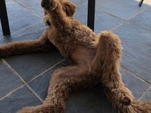 One of Poppy’s more ladylike poses! :D