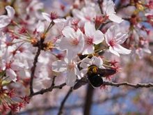 Someone's really enjoying hanami