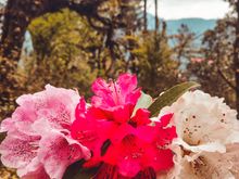 3 colors of Rhododendron