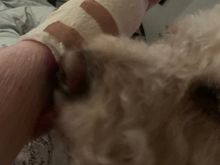 I had an operation on Saturday. Despite his strength and boisterous ways, Gallus has been the epitome of carefully, lovingly attentive caring. We could all learn something from our pets. 