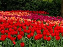 Beutiful Tulips