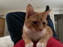 She went on my stomach. Isn’t she cute???