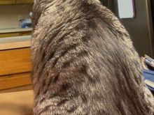 The response I got from one of the cats when I FaceTimed home.