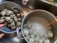 Soaked littlleneck clams