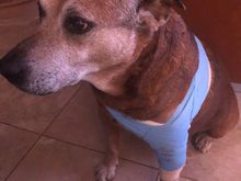 Cody had a lump removed from his leg. Had to be general anesthesia due to its location. Poor guy is kind of out of it but doesn’t favor the leg when walking.  
