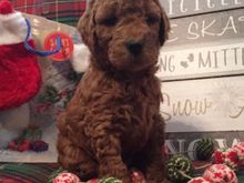 Our girl at 5 weeks!