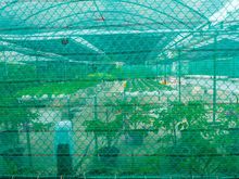 They grow some veggies here for use in the restaurants.