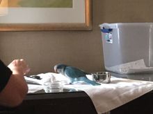 In Dallas this weekend so a friend can get a new Quaker Parrot.
