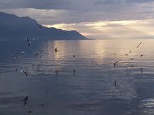 Further along the lake at Territet, where I am living 