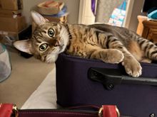 “Give me the treats and I’ll give you the suitcase.”