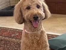 Poppy is particularly happy with her ears with this latest cut. :D