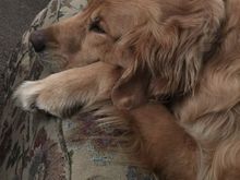 My sister’s beautiful golden died yesterday. A pic from a happier time. 