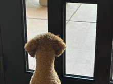 If you look between the planter and the wall, you can perhaps see the bunny that Poppy is fixated on. 