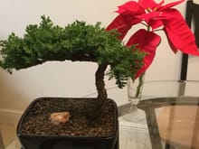 Perfect sized bonsai Christmas tree and sure beats my wee Poinsettia branch. 