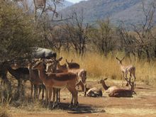 Lots of deer (kudu?)