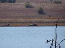 Hippos indeed!