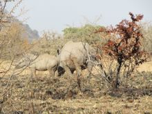 Rhinocerous mom and cub (story coming up ... below)