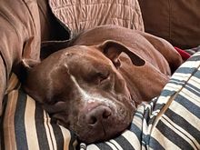 Kazak has been snoring for30 minutes already tonight.   I guess he had to bark extra hard at all the delivery trucks today.  