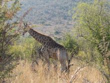 Giraffe side view