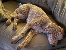 Tryptophan has kicked in! ;)