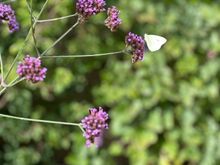 Dislike Cabbage white, but good to be at home, re-seeded bits of the lawn, cleaned out chicken hutches, no work until Sunday. TGIF everyone