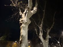 night scene