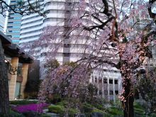 The Sakura tree close to sunset  as the illuminations have just been turned on for the evening