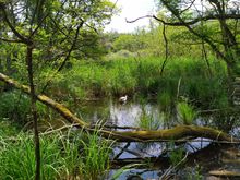 In the middle of Les Grangettes nature reserve 