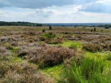 This is the Mooker heathland, at the highest point in terms of altitude on the walk