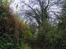 Back in the day we had a Latin teacher at Wells with whom I have remained in contact - he lives out in Bleadney on the road to Wedmore, and secret pathways branch off in all directions here, some of them going down to the Somerset Levels