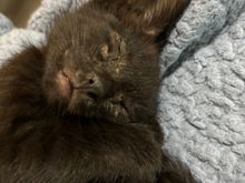 My brother has been adopted by my new nephew, Duke Leto