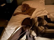 Who’s been sleeping in my bed!